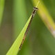Agriocnemis argentea female-2